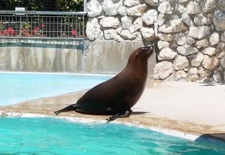 Vittoria *
